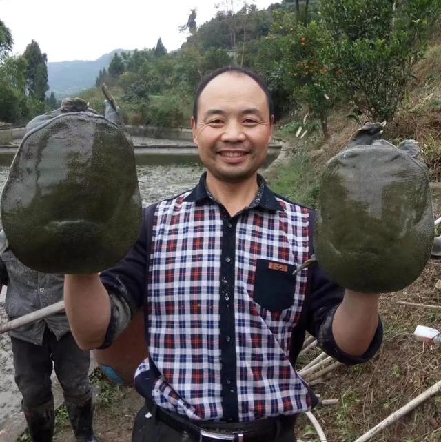回农村养鳖年收入百万（未来养殖业什么最赚钱农村）-副业大全