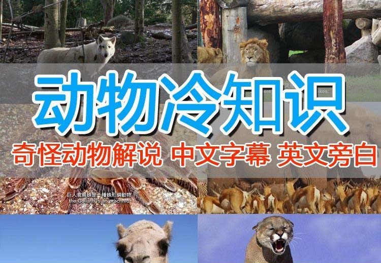 【副业项目6380期】外面卖1699的国外纪录片解说（动物解说、美食、动画片）稳过中视频-副业大全